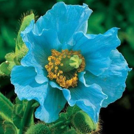 himalayan blue poppy faryna gabalots